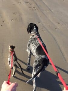 Braque d'Auvergne et un chat marchant en laisse sur une plage