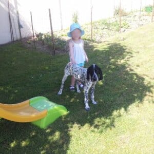 Braque avec un enfant en bas age