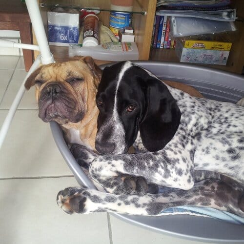 Braque d'auvergne avec un dogue