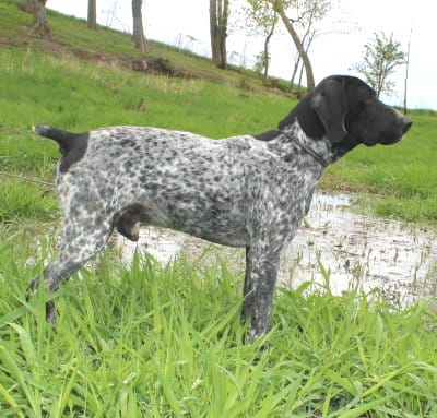 Photo d'Ellboy dans l'herbe avec un étang en fond, reproducteur de l'elevage du Paradis des Edelweiss élevage de braque d'auvergne