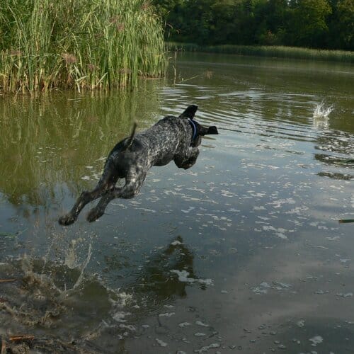 Braque d'auvergne qui saute dans l'eau