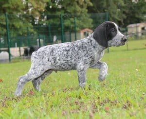 Braque d'Auvergne du Paradis des Edelweiss