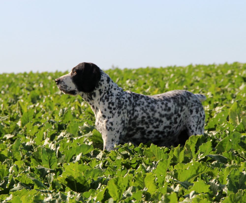 Chienne reproductrice a l'élevage du Paradis des Edelweiss dans les champs