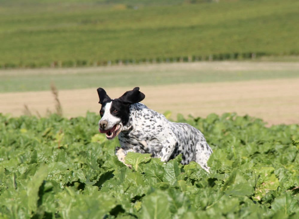 Chienne reproductrice braque d'auvergne qui saute dans les champs