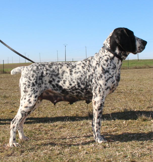 Chienne reproductrice de profil