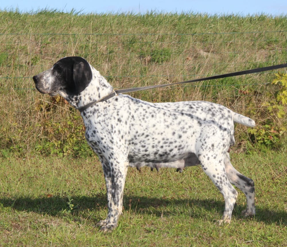 Jana, chienne au paradis des edelweiss, qui est dans l'herbe pour photo officiel