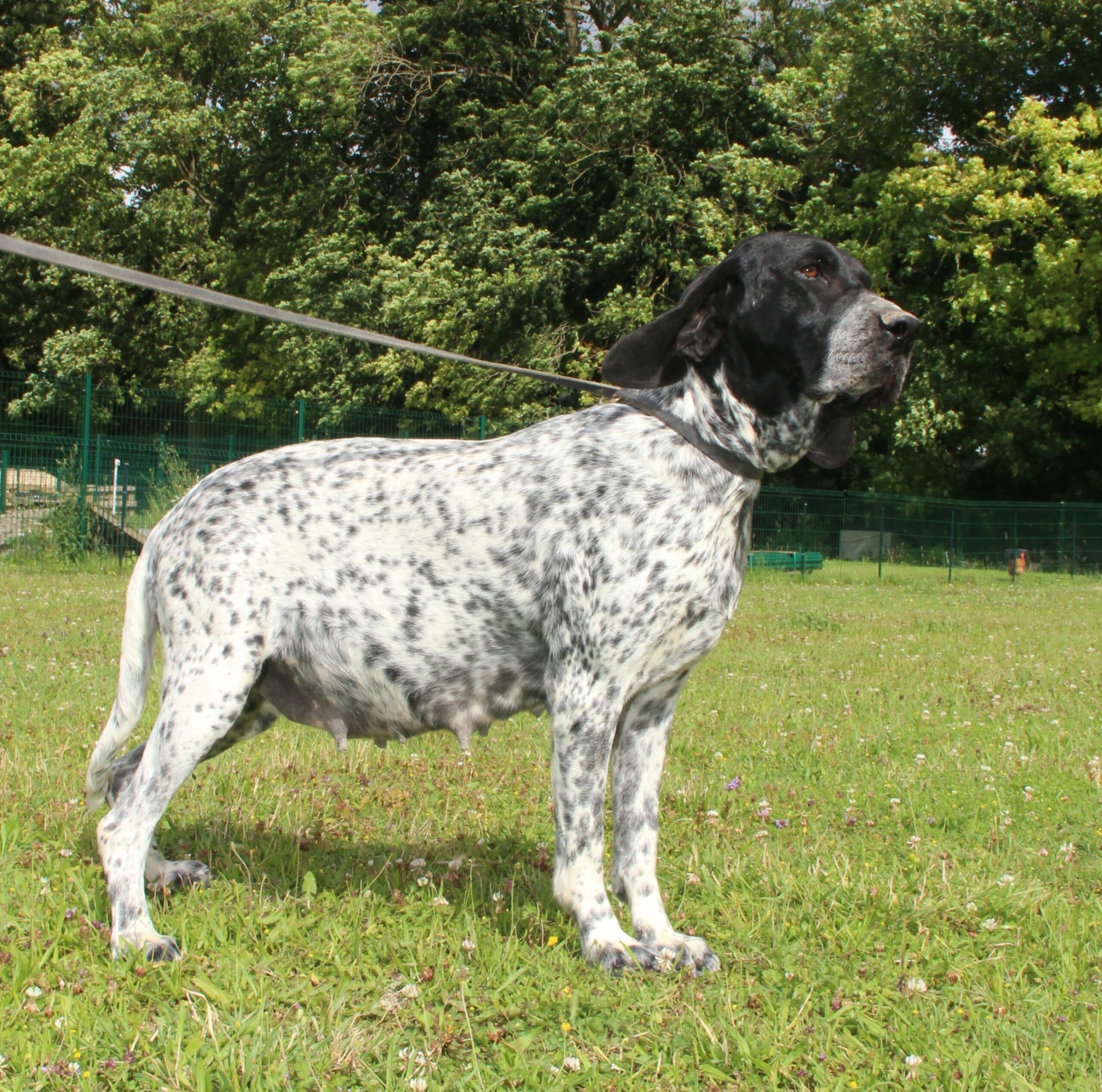 Une femelle braque d'Auvergne dans l'herbe à l'élevage du Paradis des Edelweiss