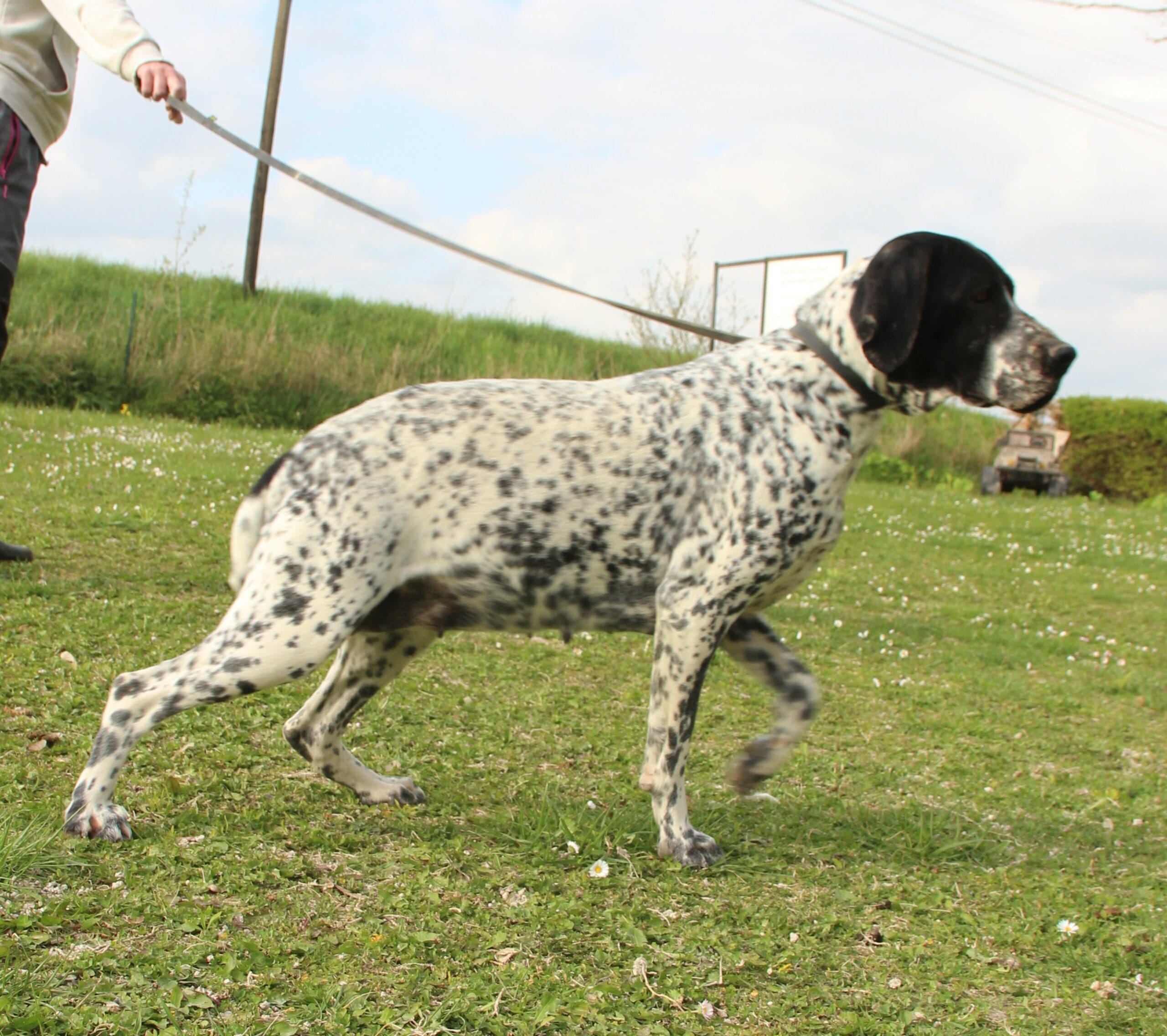 Chienne reproductrice au paradis des edelweiss