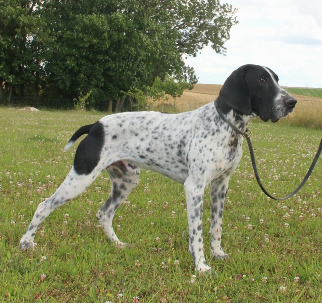 Mâle reproducteur principal de notre élevage dans l'herbe, le regard au loin